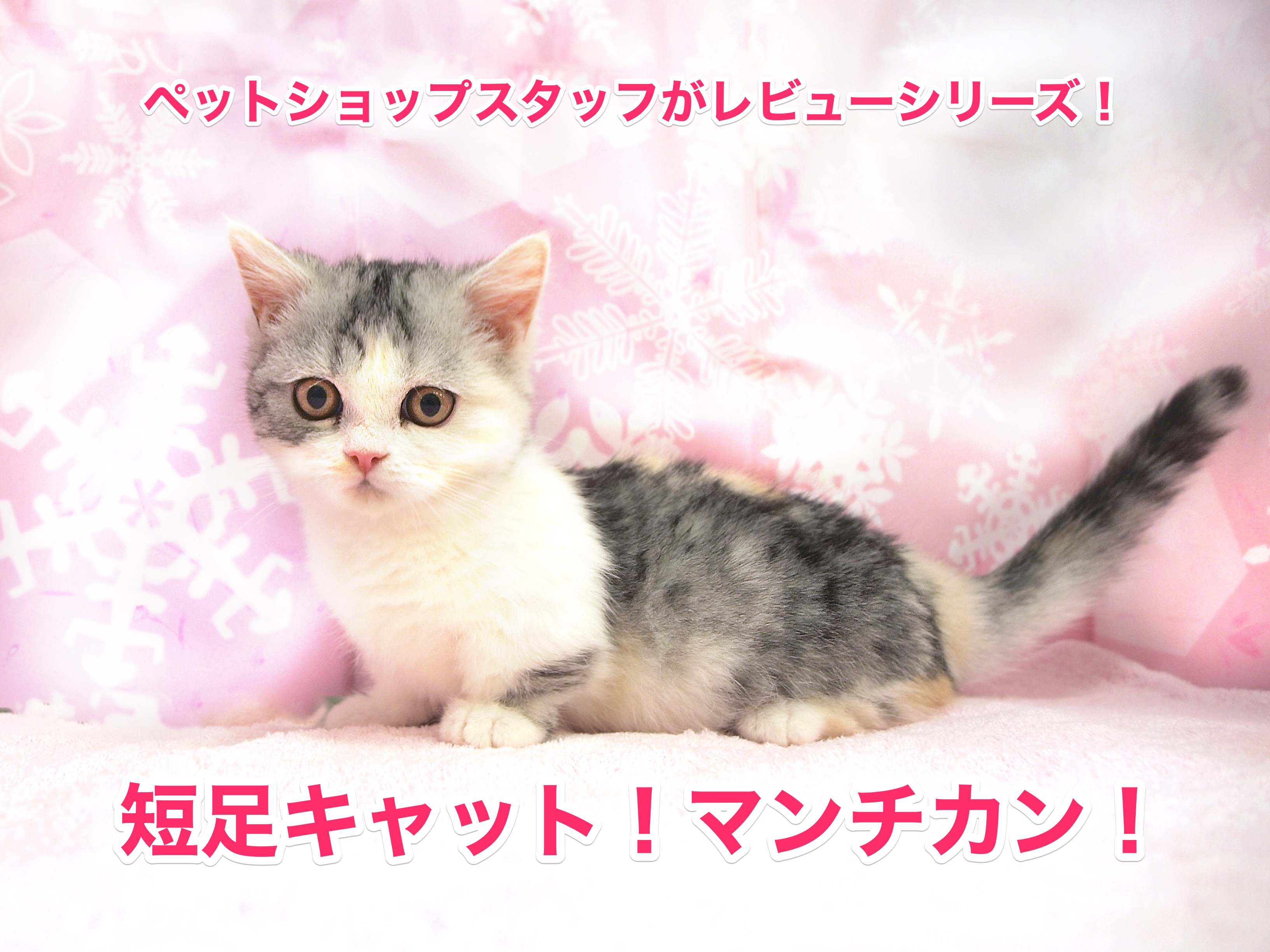 マンチカン特集 日本を魅了する短足キャットをペットショップスタッフがレビュー マルワンblog ペットショップ マルワン 小さめ子犬 美形な子猫 初心者安心のサポート
