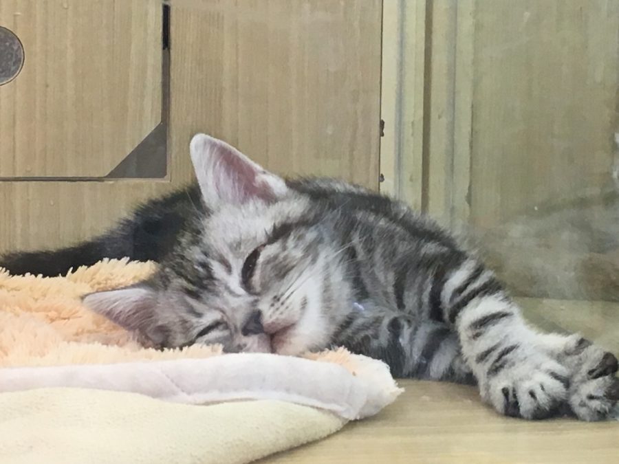 のんびり寝て過ごす猫ちゃん | アメリカンショートヘア - マルワン大倉山店