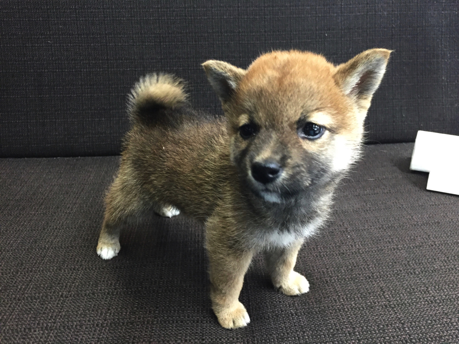 赤柴＆白柴】縁起の良い色が揃いました！注目の柴犬コンビ登場！：梅島店No.119060119061 | マルワンBLOG | ペットショップ  マルワン 小さめ子犬 美形な子猫 初心者安心のサポート