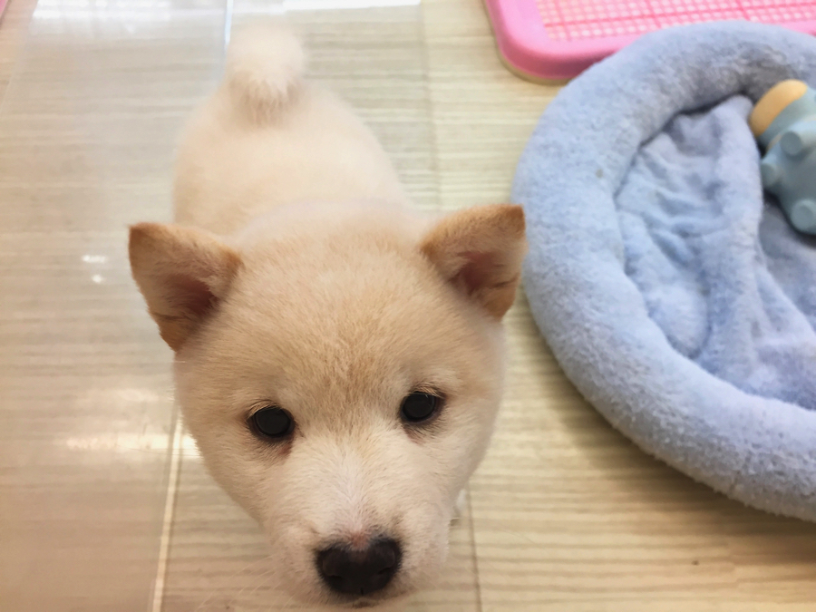 赤柴 白柴 縁起の良い色が揃いました 注目の柴犬コンビ登場 梅島店no マルワンblog ペットショップ マルワン 小さめ子犬 美形な子猫 初心者安心のサポート