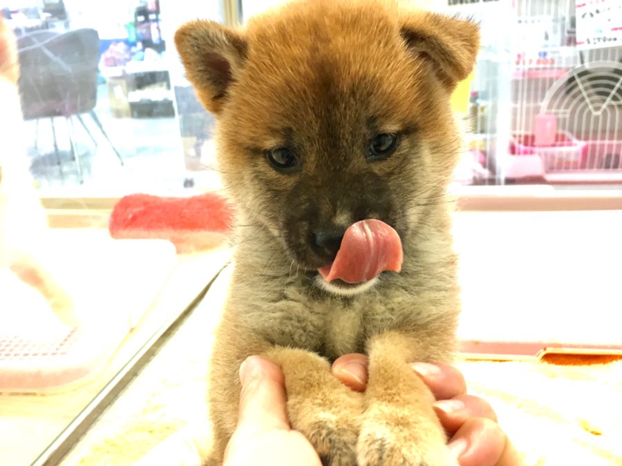 やる気満々 柴犬 - マルワン大倉山店