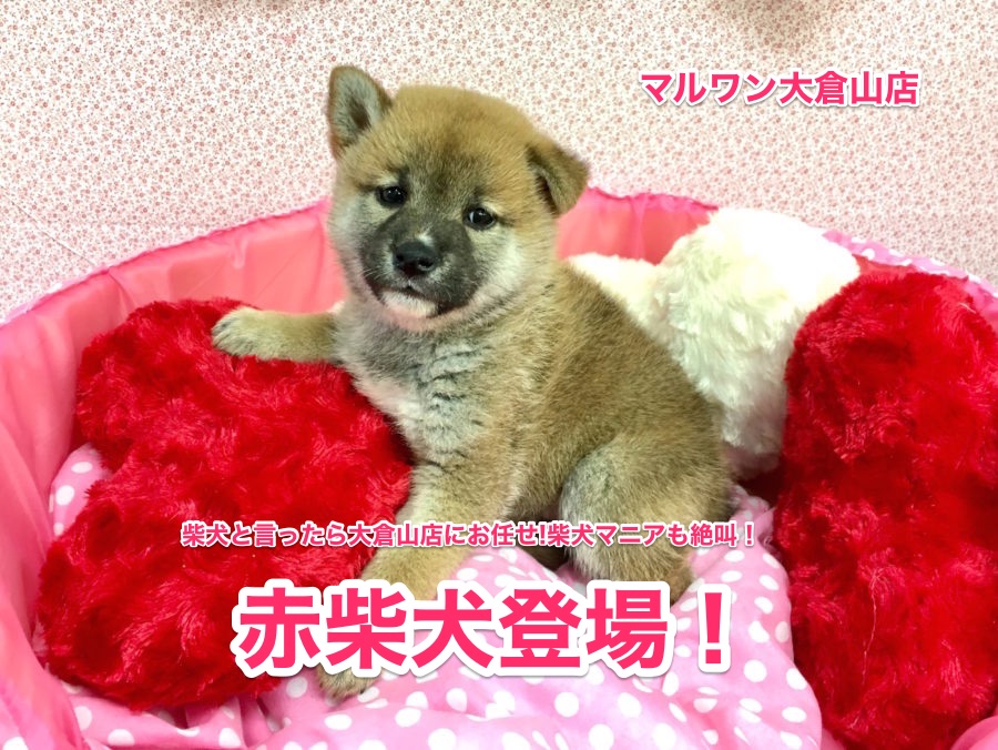 【柴犬】柴犬と言ったら大倉山店にお任せ!柴犬マニアも絶叫の赤柴ちゃん♥大倉山店No.6130572