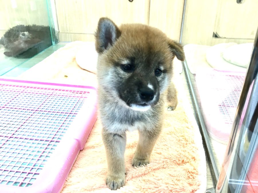 不動の人気犬種 柴犬 - マルワン大倉山店