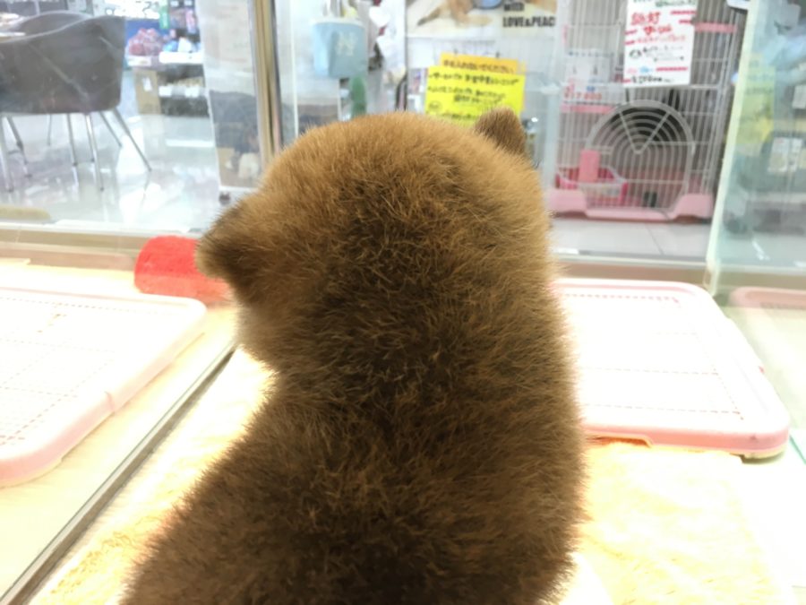 もふもふ後頭部 柴犬 - マルワン大倉山店