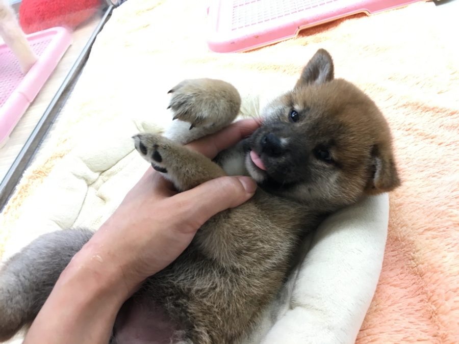 安心のヘソテンポーズ 柴犬 - マルワン大倉山店