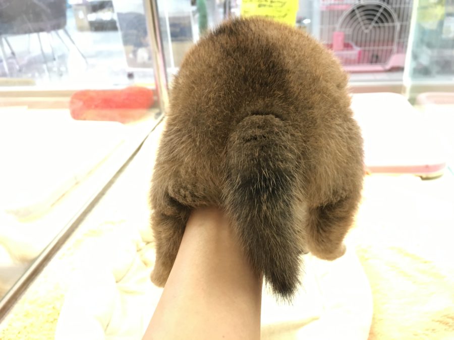 可愛いお尻 柴犬 - マルワン大倉山店