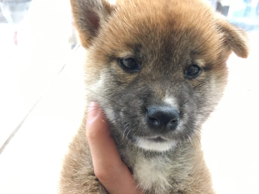 お鼻の上に白いポイントがあります 柴犬 - マルワン大倉山店