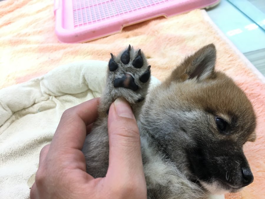 肉球カラーは黒が多め 柴犬 - マルワン大倉山店