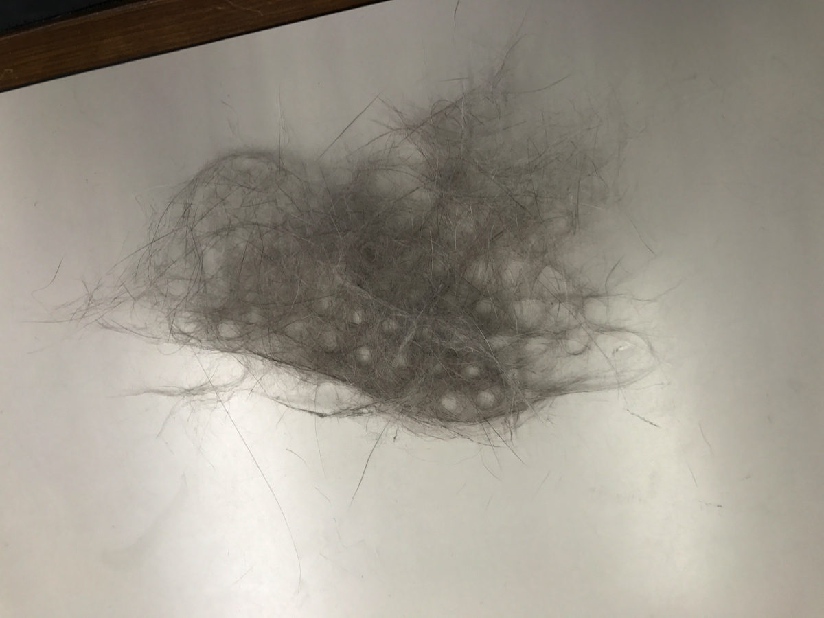 軽く数回ブラッシングをしただけでこの通り | マンチカン - マルワン梅島店