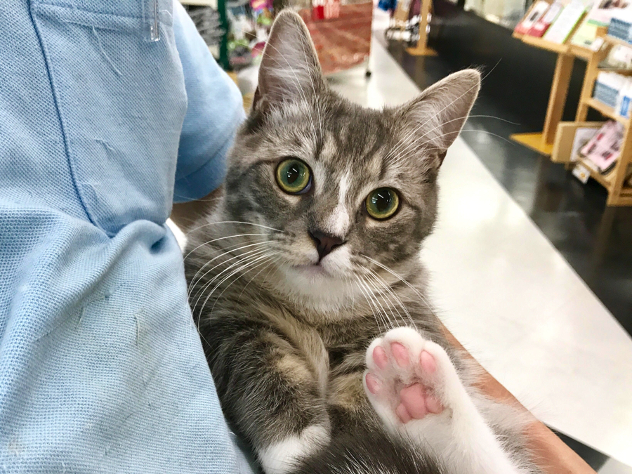 前後の四肢の先は白くなっており、まるで「靴下」を履いている様に見えますね | マンチカン - マルワン梅島店