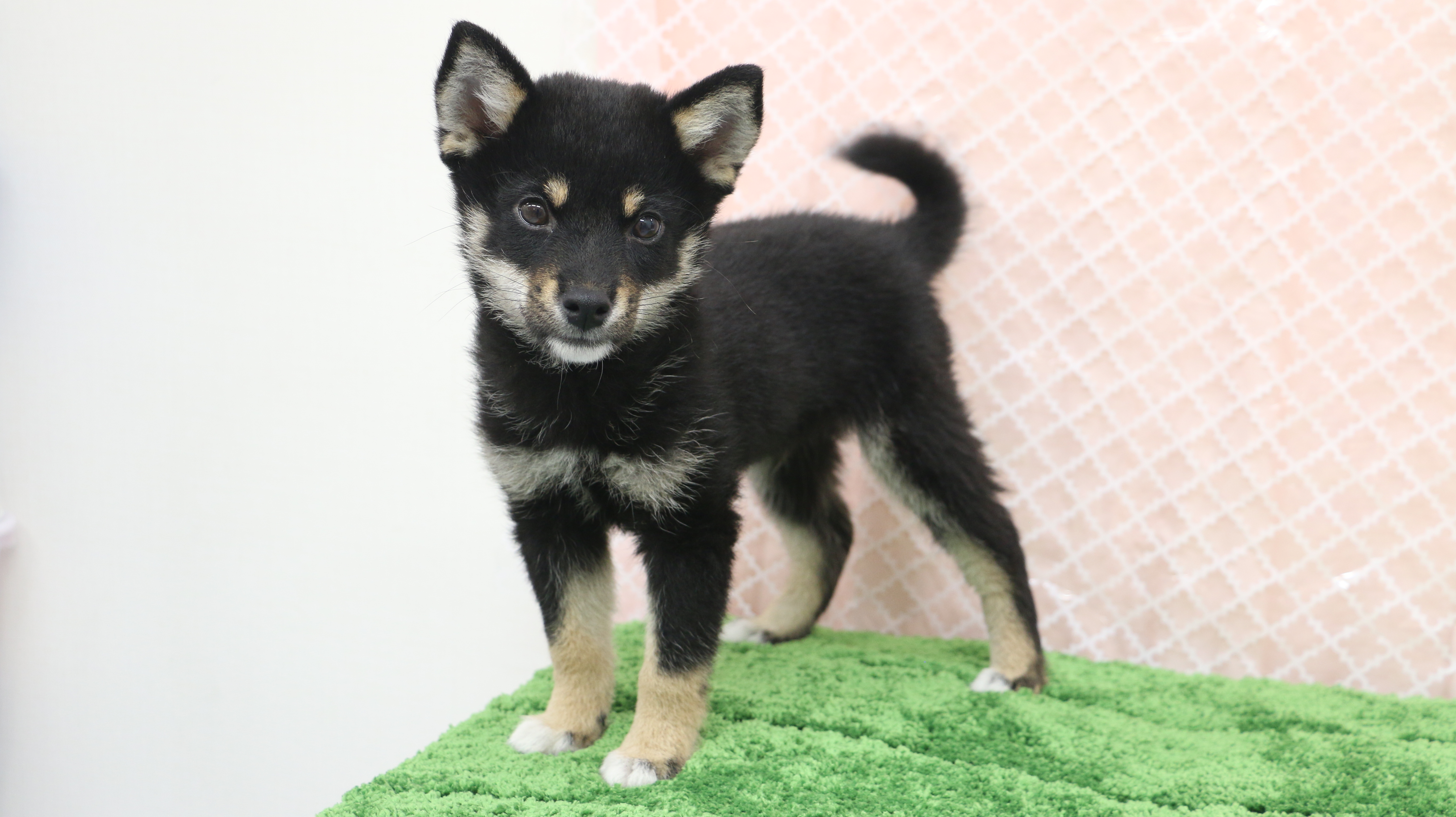 黒柴 ☆プロフィール必読☆ 柴犬】の赤ちゃんが生まれています | 千葉県旭市のペット