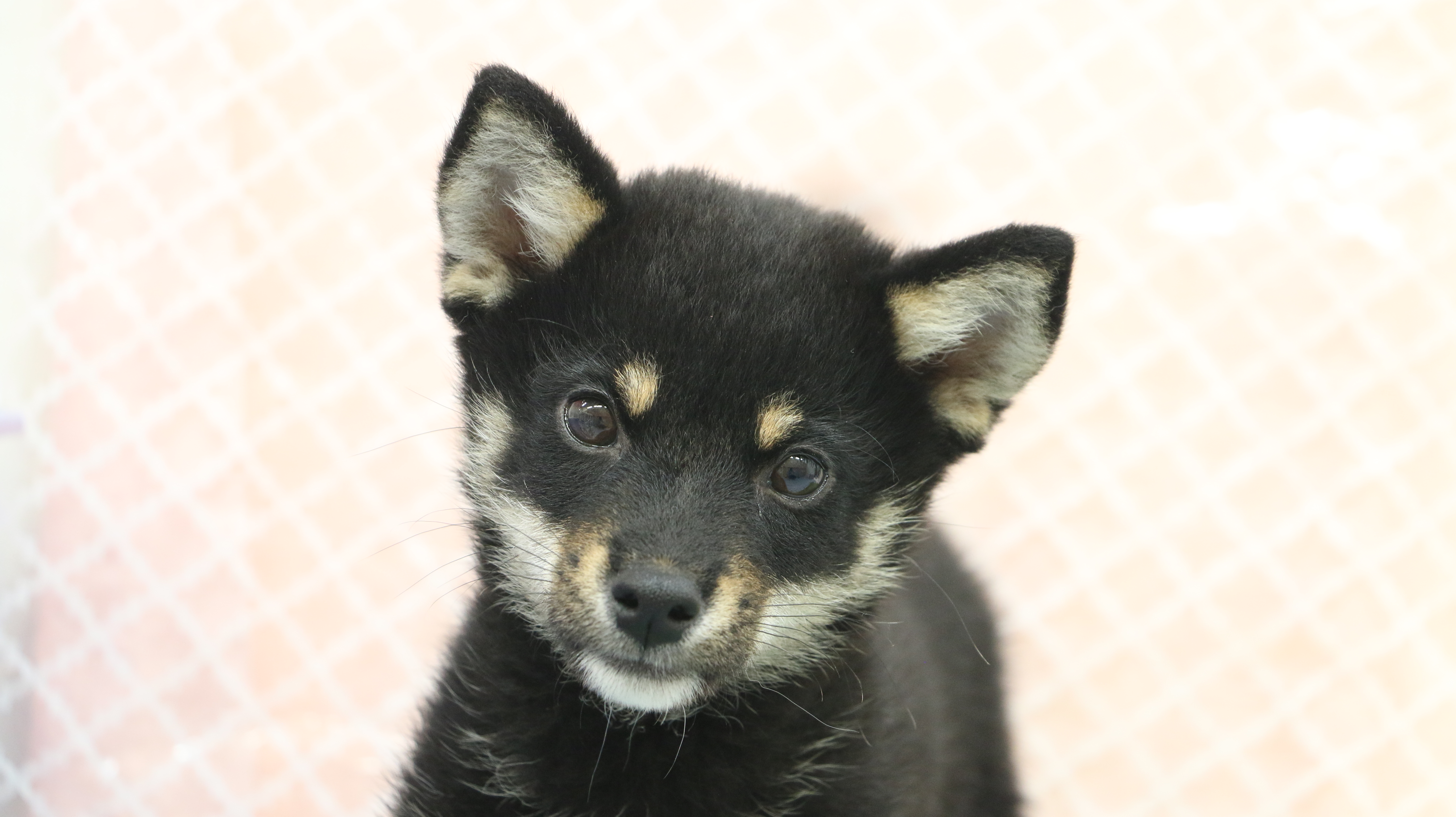 黒柴】可愛さは特大！でもでも身体は小型サイズの天然記念物