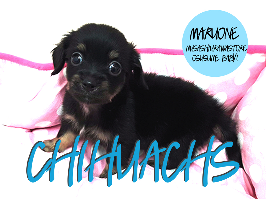 チワックス ミックス 大人気ダックスとチワワの良いとこどり 必見です 武蔵浦和店おすすめベイビー No マルワンblog ペットショップ マルワン 小さめ子犬 美形な子猫 初心者安心のサポート