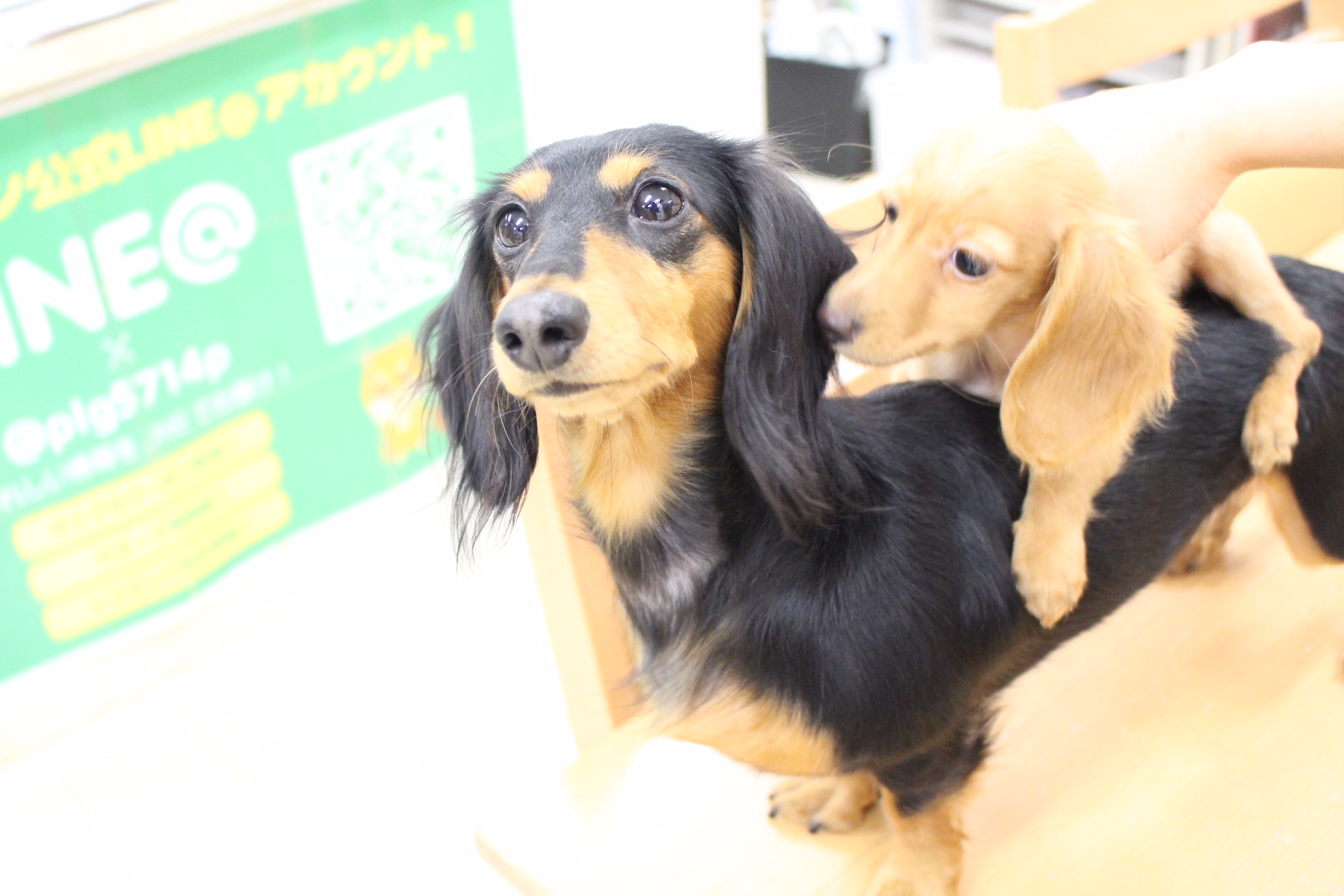 カニンヘン・ダックスフント - ペットショップ マルワン白楽 神奈川県横浜市