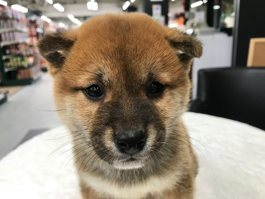 赤柴犬 絶世の丸顔 瞳の美しさはウルトラ級 梅島店pick Upベイビー No マルワンblog ペットショップ マルワン 小さめ子犬 美形な子猫 初心者安心のサポート