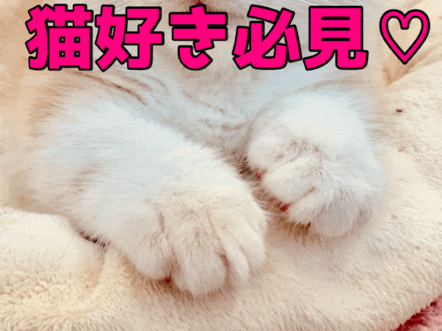 【猫の手コレクション】猫好きさん必見むちっとした愛らしい猫ちゃんの足だけを集めたマニアックなブログ!：大倉山店特別企画