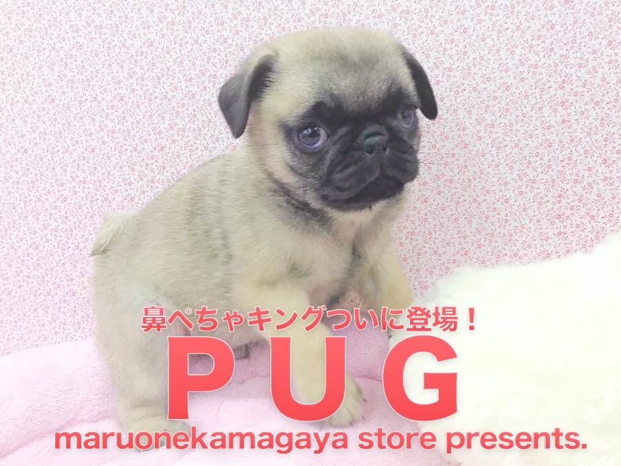 パグ 愛すべき鼻ぺちゃキング登場 鎌ヶ谷店pickupベイビー No マルワンblog ペットショップ マルワン 小さめ子犬 美形な子猫 初心者安心のサポート