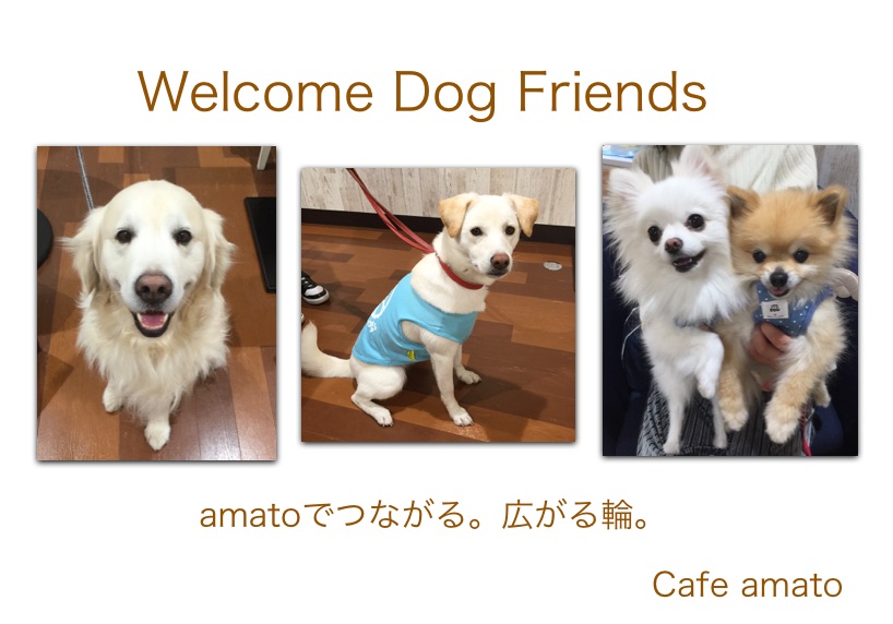 amatoに訪れたお友達を紹介 | 【ドッグカフェ】絶品！amatoの人気メニューランキング！：amato VOL.2