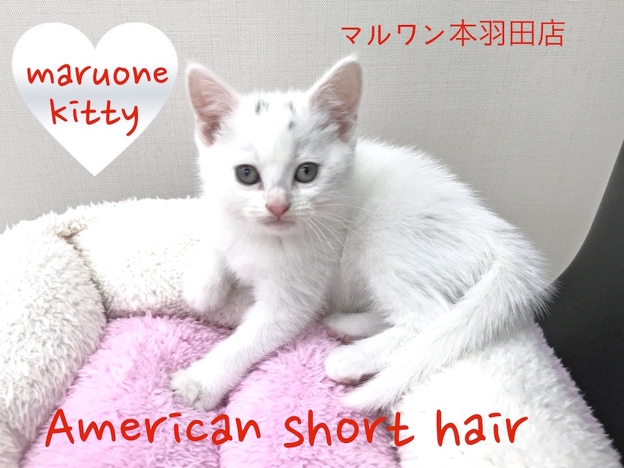 アメリカンショートヘア 希少色ホワイトバン 純白の美しい被毛は一見