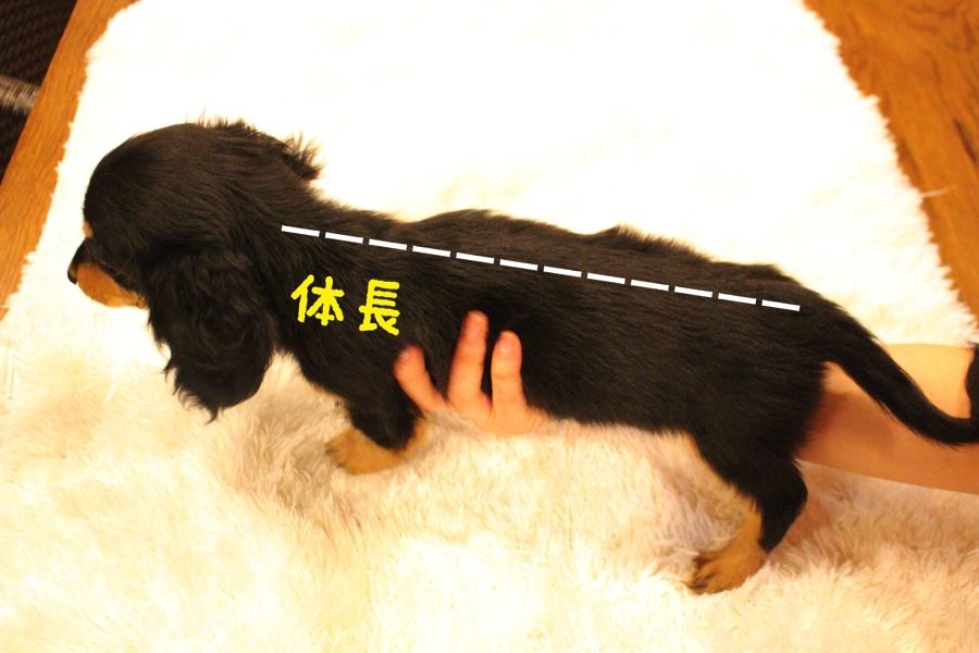 犬の身体には図る部分が２つ 二つ目は胴の長さ、体長（たいちょう） | ミニチュア・ダックスフント - ペットショップ マルワン白楽 神奈川県横浜市