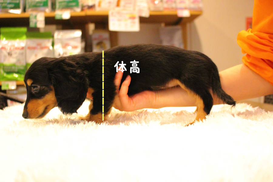 犬の身体には図る部分が２つ 一つ目はワンちゃんの高さ、体高（たいこう）です。 | ミニチュア・ダックスフント - ペットショップ マルワン白楽 神奈川県横浜市
