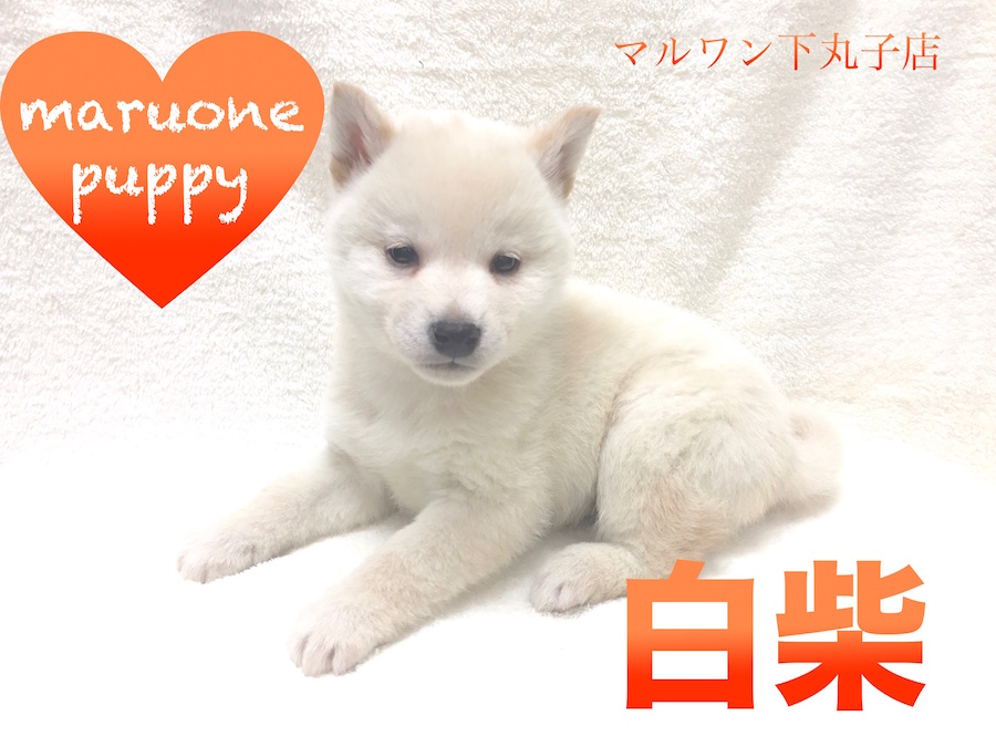 もにまるず　しばいぬ白 Amazon.co.jp: JXK MMOS X うんこ中の白柴 うける 柴犬オブジェ 高耐久