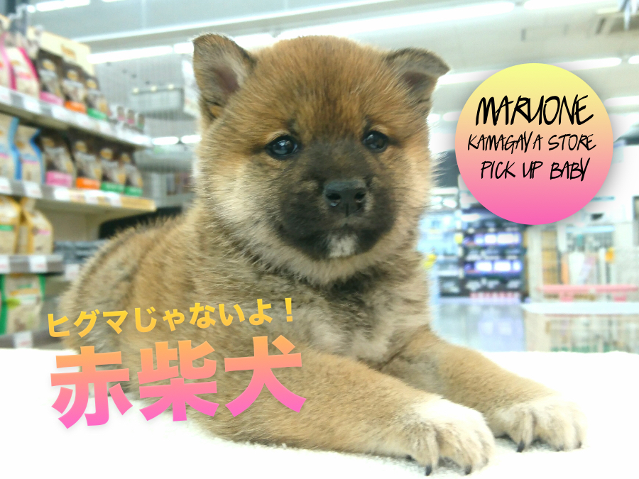 【柴犬】ムチムチボディーの理想的和犬の登場！：鎌ヶ谷店PICK UPベイビー117142
