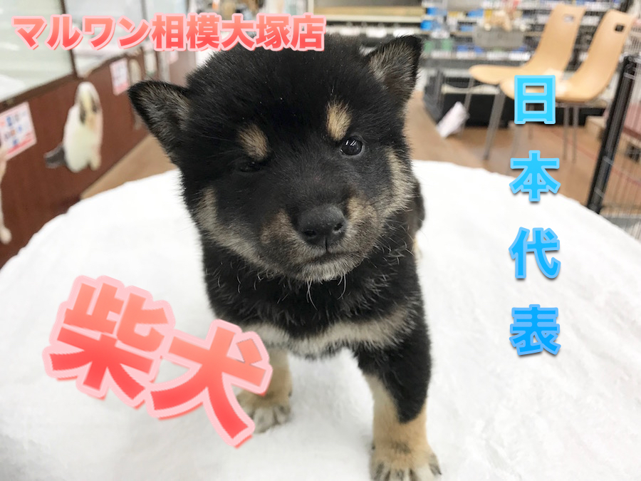 【柴犬】日本犬代表は2018年も大人気！ふれあい＝トレーニングって知ってた！？：マルワン相模大塚店Pick UpベイビーNo.814456