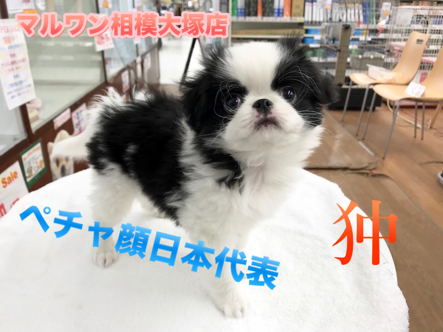 【狆】超有名なあの人も愛した！？日本最古の愛玩犬♪：相模大塚店オススメベイビーNo.814448