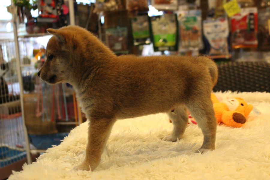 日本犬の中で一番小さい犬種 | 豆柴 （11559） - ペットショップ マルワン白楽 神奈川県横浜市