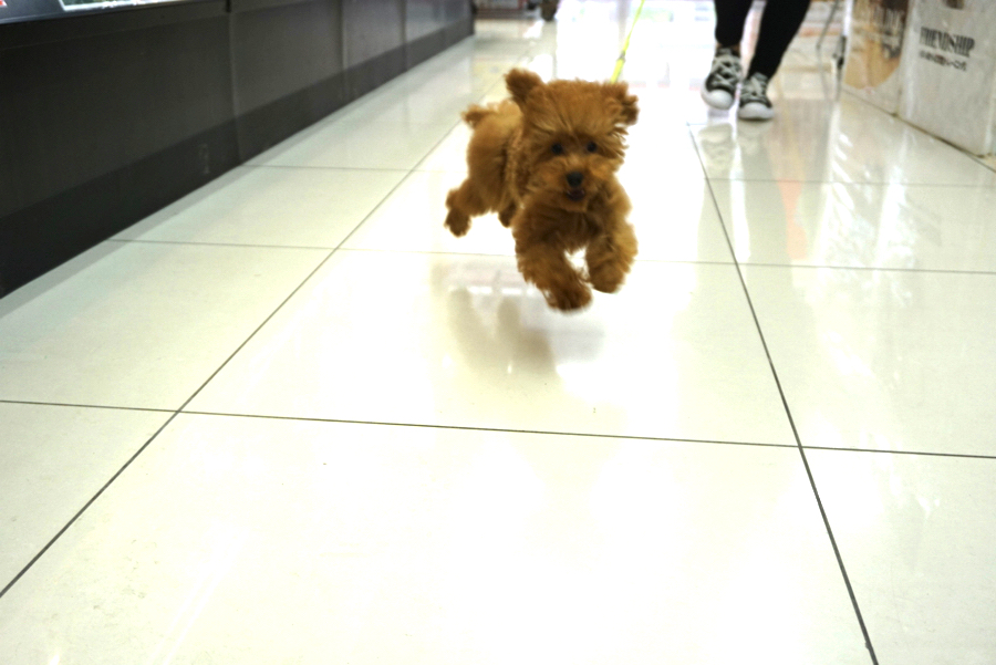 「飛行犬」っぽい写真が撮れました♪ | トイ・プードル （6130663） - ペットショップ マルワン大倉山 神奈川県横浜市港北区