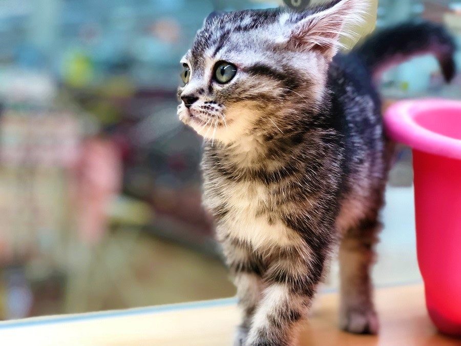 キトン期（幼猫）の猫ちゃんは好奇心が旺盛 | アメリカンショートヘア - ペットショップ ペッツワン城山 神奈川県相模原市