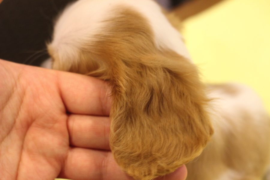 お耳の毛も段々と伸びてくるのですが、パーマをかけたウェーブの毛はとても女の子らしいです♪ | キャバリア・キング・チャールズ・スパニエル （11563） - ペットショップ マルワン白楽 神奈川県横浜市