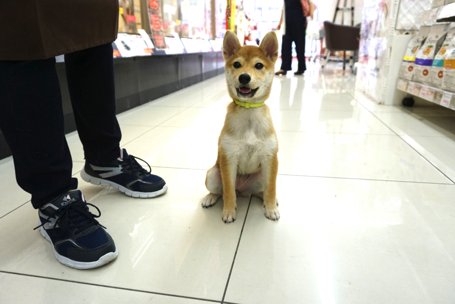 赤柴ちゃんと楽しいドッグライフを一緒に送りましょう! | 柴犬 （6130678） - ペットショップ マルワン大倉山 神奈川県横浜市港北区