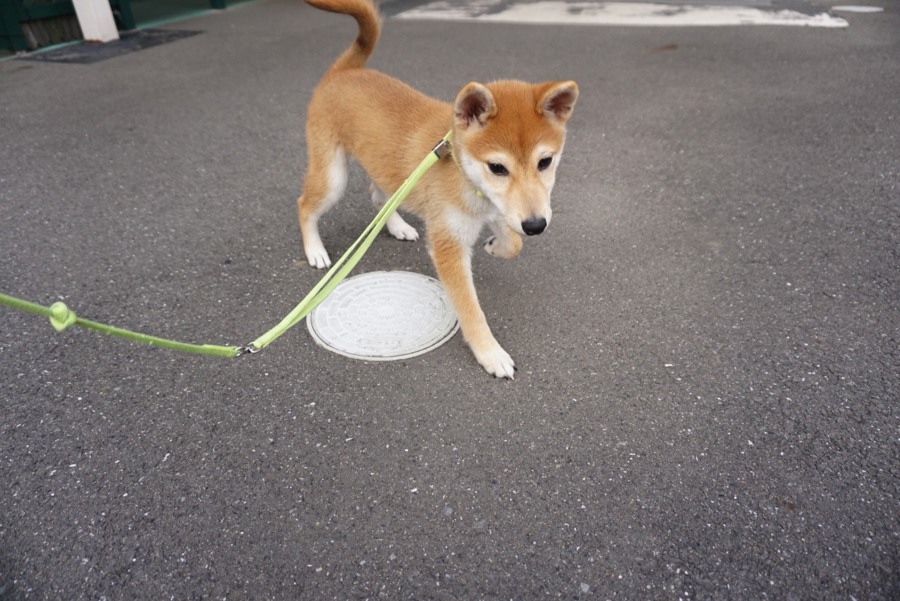 お外も余裕でトコトコ歩きます | 柴犬 （6130678） - ペットショップ マルワン大倉山 神奈川県横浜市港北区