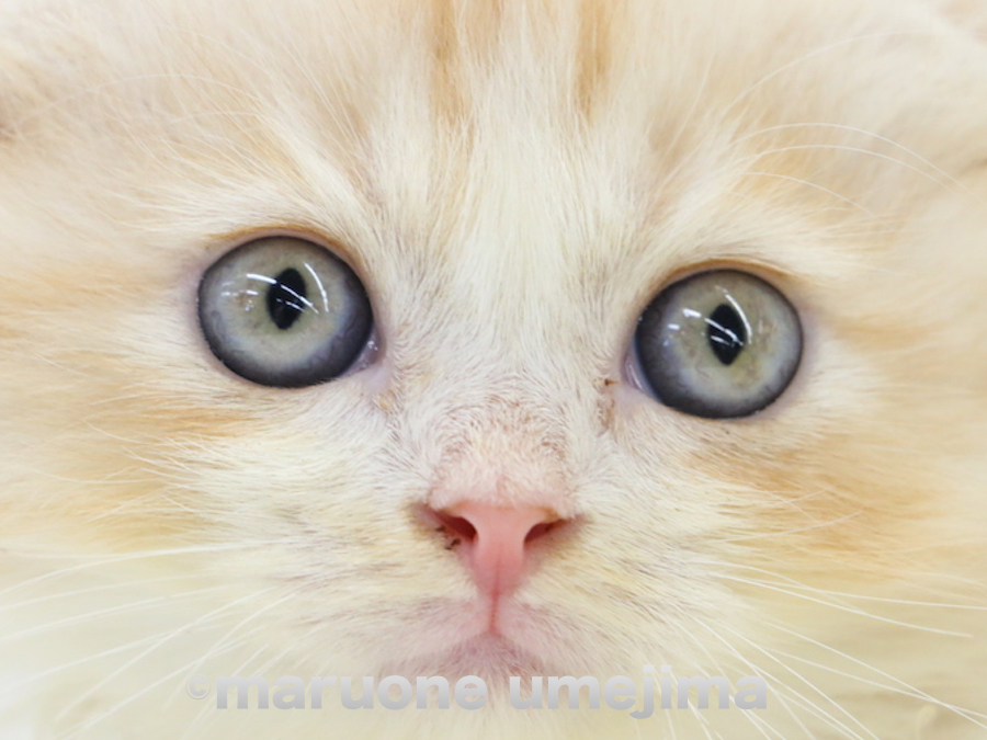 美しいキトンブルーの瞳 | スコティッシュ・フォールド （119110） - ペットショップ マルワン梅島 東京都足立区