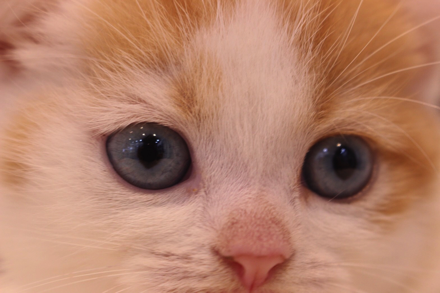 スコティッシュフォールド 青い目 垂れ耳 レッドタビー ホワイト のスペシャルキャットはどのように成長しているのか マルワン白楽店 横浜市 子猫情報 No マルワンblog ペットショップ マルワン 小さめ子犬 美形な子猫 初心者安心のサポート