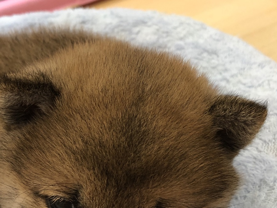 可愛らしいお耳 | 柴犬 （118249） - ペットショップ ペッツワン城山 神奈川県相模原市