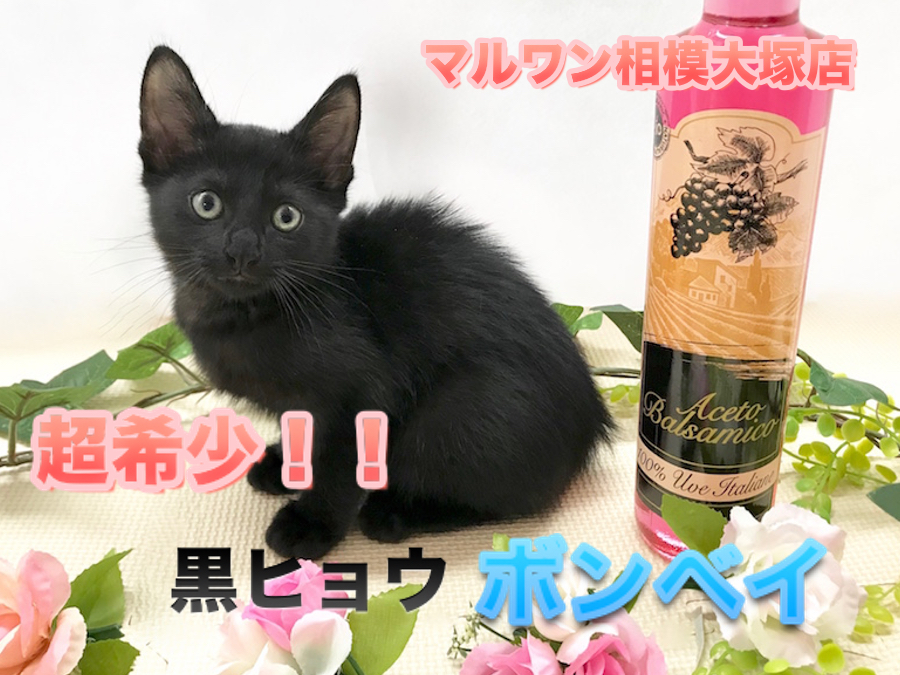 希少 【古伊万里 招き猫】非常に珍しい黒 完品 猫好きさんへ - 工芸品