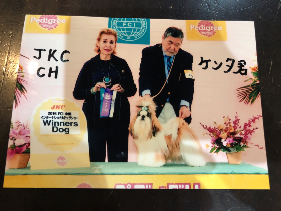 お父さんはなんとJKCのチャンピオン犬 | シーズー （11583） - ペットショップ マルワン白楽 神奈川県横浜市