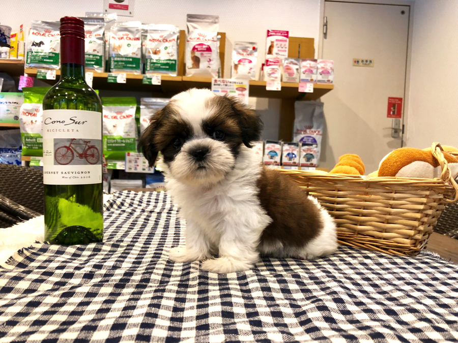 シーズー 綺麗なシンメトリの模様！お父さんはチャンピオン犬 | オススメ 子犬 子猫 まとめ - ペットショップ マルワン白楽 神奈川県横浜市