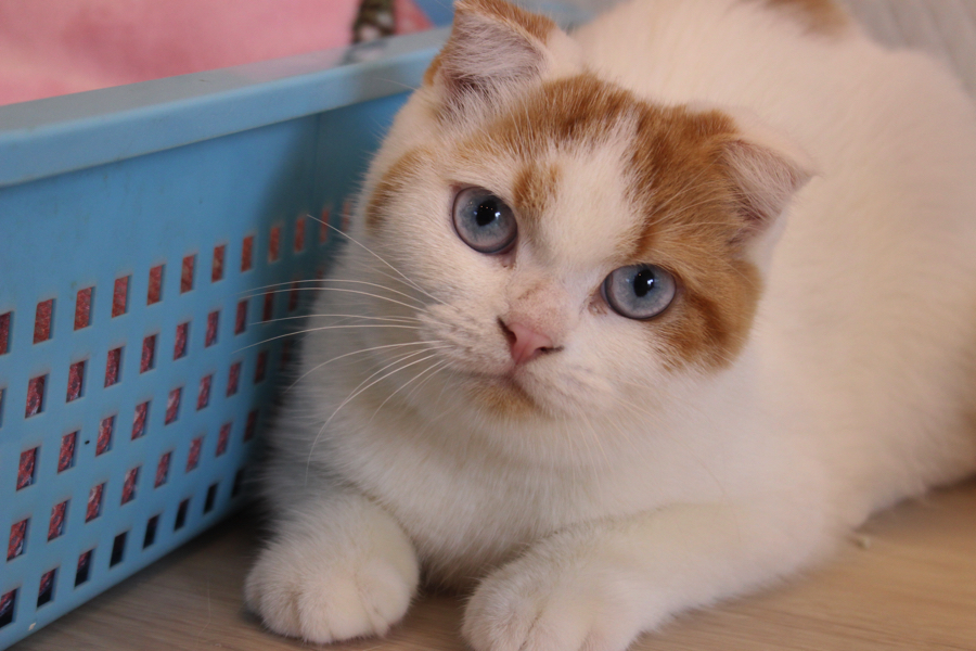 大人気猫種のスコにゃん！ | オススメ 子犬 子猫 まとめ - ペットショップ マルワン白楽 神奈川県横浜市