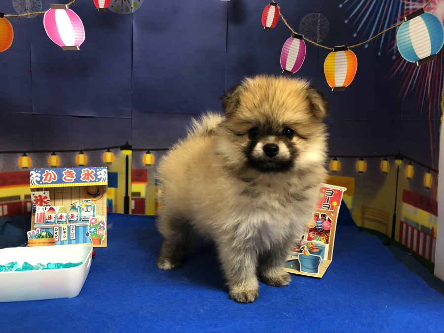 今回の撮影スポットは夏祭り | オススメ 子犬 子猫 まとめ - ペットショップ マルワン白楽 神奈川県横浜市