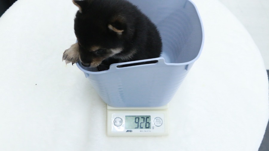  | 極小 豆柴 柴犬 （119124） - ペットショップ マルワン梅島 東京都足立区