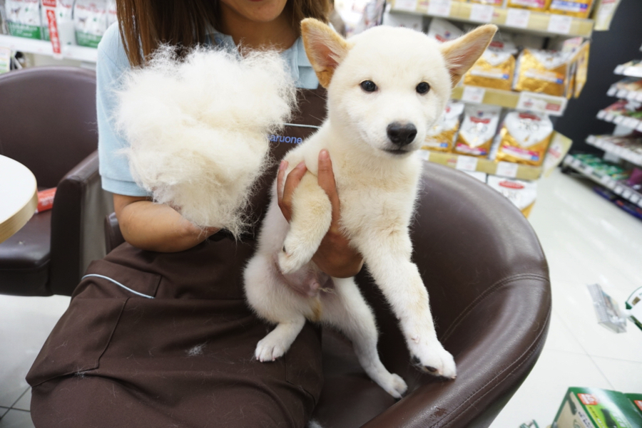 柴犬はダブルコートなので抜け毛があります | 白柴 柴犬 （6130734） - ペットショップ マルワン大倉山 神奈川県横浜市港北区