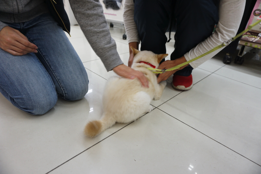 抱っこをせがんでます（笑） | 白柴 柴犬 （6130734） - ペットショップ マルワン大倉山 神奈川県横浜市港北区