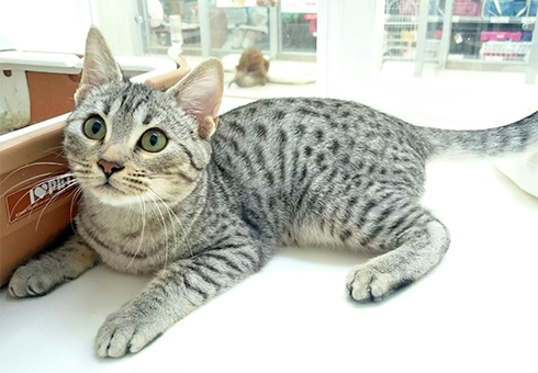 短毛シュシュ(ブラウン)わんちゃん猫ちゃん用 エジプシャンマウ | ペットショップ マルワン 小さめ子犬 美形な子猫