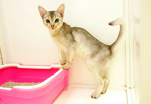 【専用】アビシニアン　ブロフ読んで下さい様 アビシニアン | ペットショップ マルワン 小さめ子犬 美形な子猫