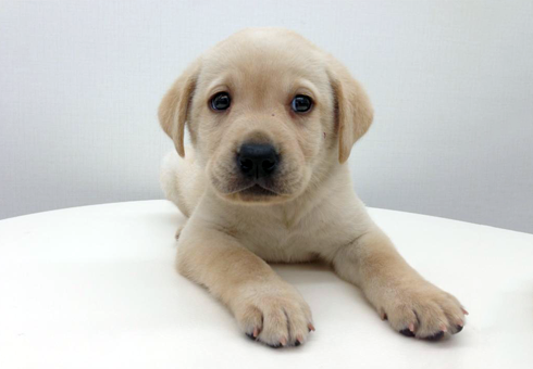 puppy_512168_b.png