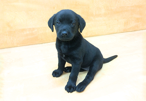 ラブラドールレトリバー | ペットショップ マルワン 小さめ子犬 美形な
